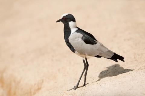 Blacksmith Plover or Blacksmith Lapwing (Vanellus armatus)