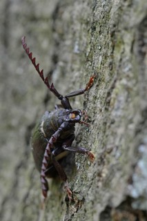 Black longicorn beetle (Spondylis buprestoides)