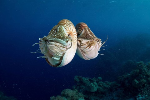 Palau Nautiluses (Nautilus belauensis)