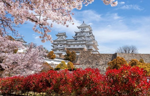 Blossoming cherry trees