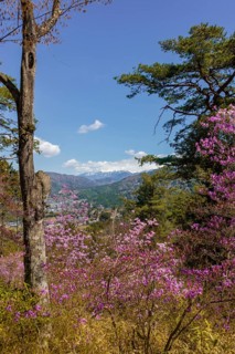 Pink azaleas in spring