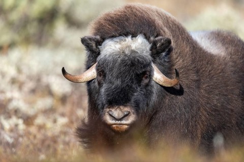 Musk ox (Ovibos moschatus)