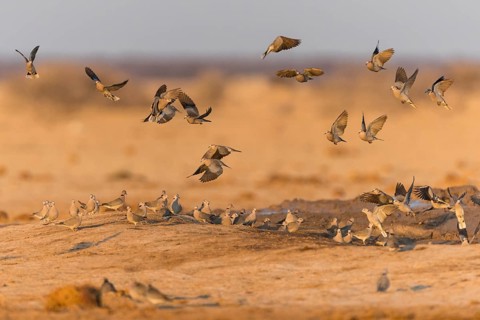 Ring-necked Dove (Streptopelia capicola)