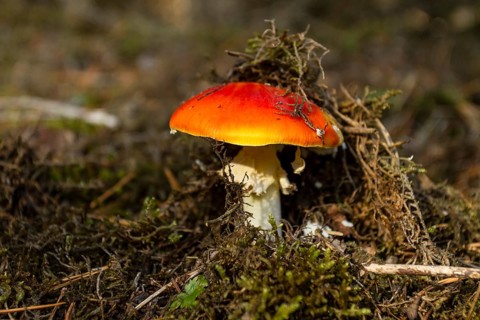 Fly agaric (Amanita muscaria)