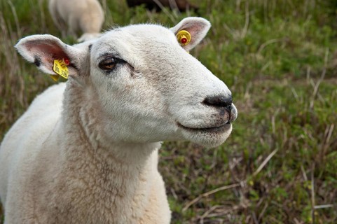 Domestic sheep