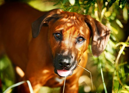 Rhodesian Ridgeback