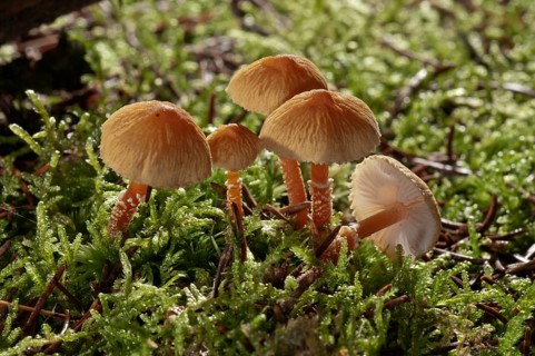 Chestnut dapperling (Lepiota castanea)