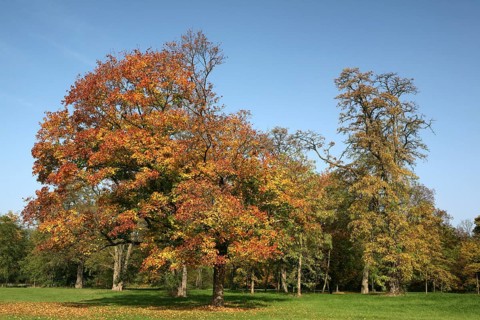 Autumn in the recreation area at Decksteiner Weiher lake