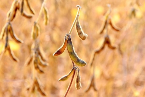 Soya beans (Glycine max) with ripe pods