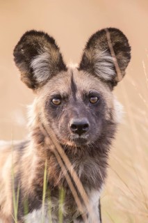 African Wild Dog (Lyacon pictus)