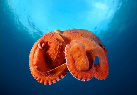 Giant Pacific octopus or North Pacific giant octopus (Enteroctopus dofleini)