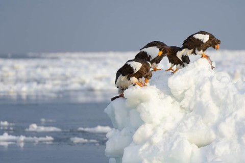 Group of Steller's Sea Eagles (Haliaeetus pelagicus) feeding on fish