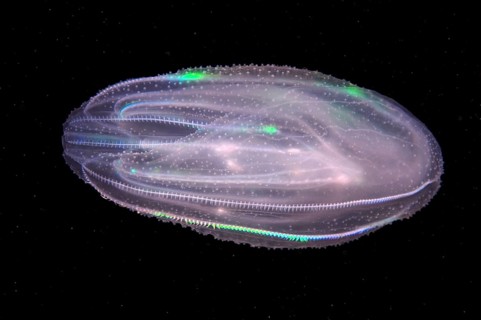 Warty Comb Jelly or Sea Walnut (Mnemiopsis leidyi)