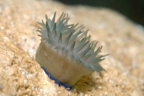 Beadlet Anemone (Actinia equina)