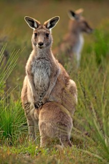 Eastern Grey Kangaroo (Macropus giganteus) female with joey