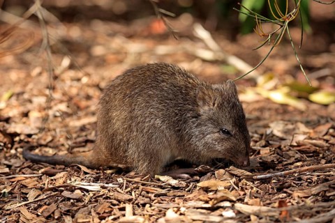 Long-nosed potoroo (Potorous tridactylus) adult