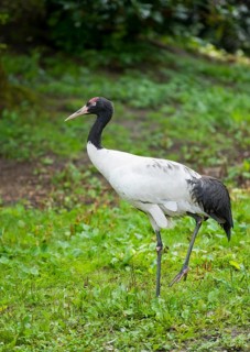 Black-necked Crane (Grus nigricollis)