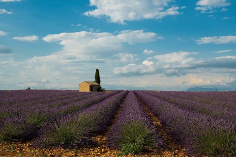 Small house with cypress in a lavender field