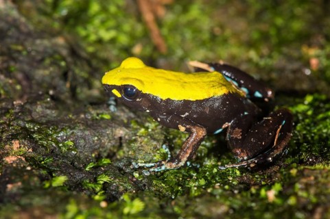 Climbing or Green-backed Mantella (Mantella laevigata)