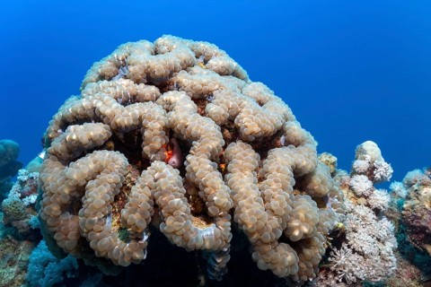 Bubble Coral (Plerogyra sinuosa)