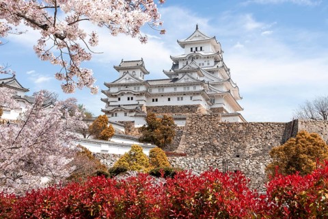 Blossoming cherry trees