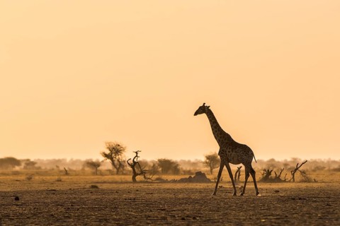 A Angolan Giraffe (Giraffa camelopardalis angolensis) runs in the evening light in the savannah