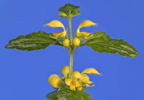 Yellow archangel (Lamium galeobdolon) against a blue background