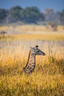 Angolan Giraffe (Giraffa camelopardalis angolensis)