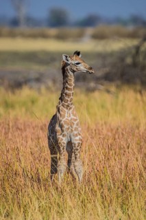 Angolan Giraffe (Giraffa camelopardalis angolensis)