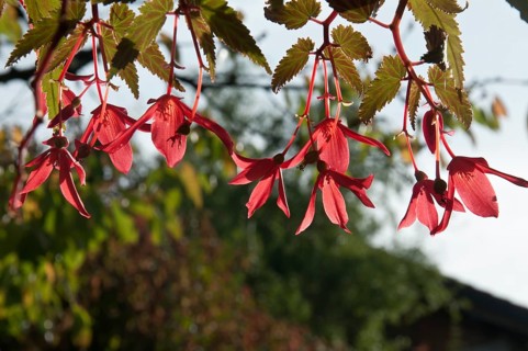 Fuchsia (Fuchsia spec)