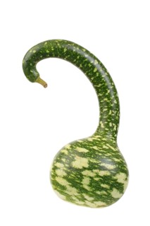 Ornamental gourd