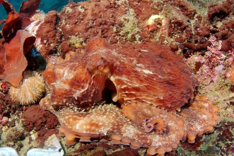 Giant Pacific octopus or North Pacific giant octopus (Enteroctopus dofleini)