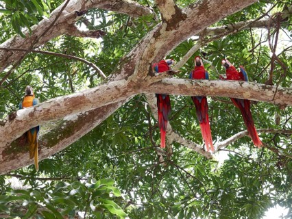 Scarlet Macaws (Ara macao) and a Blue-and-Yellow Macaw or Blue-and-Gold Macaw (Ara ararauna) perched on a tree