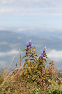 Willow Gentian (Gentiana asclepiadea)