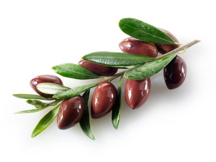 Fresh kalamata olives on an olive sprig