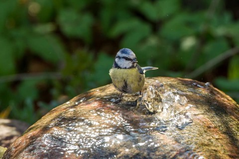 Blue Tit (Cyanistes caeruleus syn Parus caeruleus)