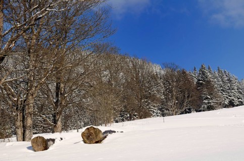 Felled trees