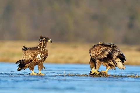 Two young White-tailed Eagles (Haliaeetus albicilla)