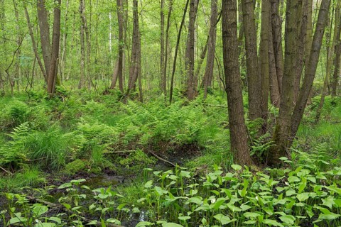 Common Alder or Black Alder trees (Alnus glutinosa) in an alder carr