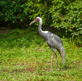 White-naped Crane (Grus vipio)