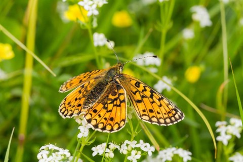 Small Pearl-bordered Fritillary butterfly (Boloria selene)