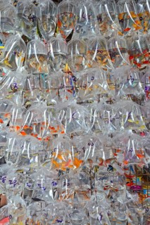 Packaged aquarium fish hanging outside a typical aquarium shop