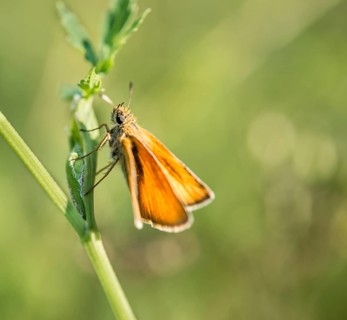 Small Skipper (Thymelicus sylvestris) on a blade of grass