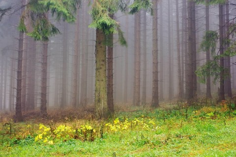Edge of the spruce forest