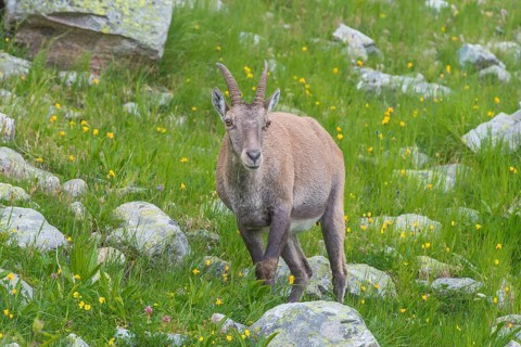 Alpine Ibex (Capra ibex)