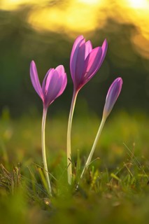 Meadow saffron (Colchicum autumnale) in the morning light