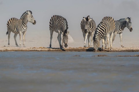 Burchell's Zebras (Equus quagga burchelli) drinking during a dust storm at a waterhole