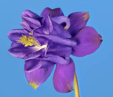 Ordinary columbine (Aquilegia vulgaris) against a blue background