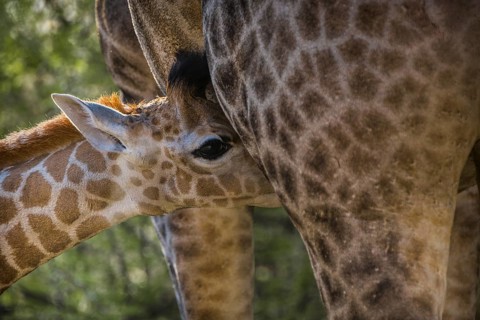 Angolan Giraffe (Giraffa camelopardalis angolensis)