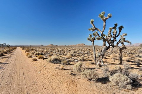 Joshua trees